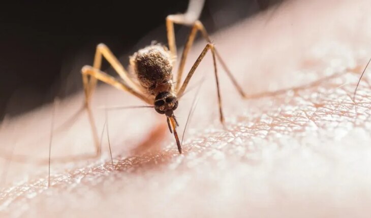 Dengue outbreak in Jujuy: 138 new cases registered in one week