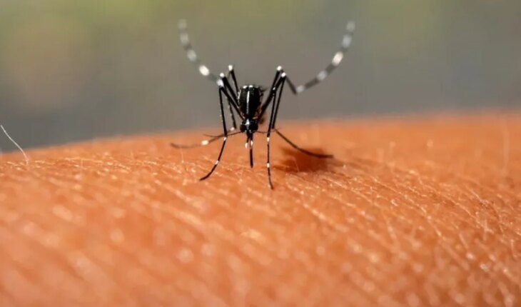 Descienden los casos de dengue en Formosa: Se registraron 456 positivos en la última semana
