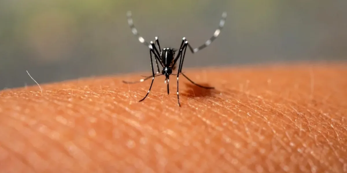 Descienden los casos de dengue en Formosa: Se registraron 456 positivos en la última semana