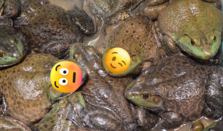 Descubren en China que las ranas hembras guiñan el ojo para coquetear – MonitorExpresso.com