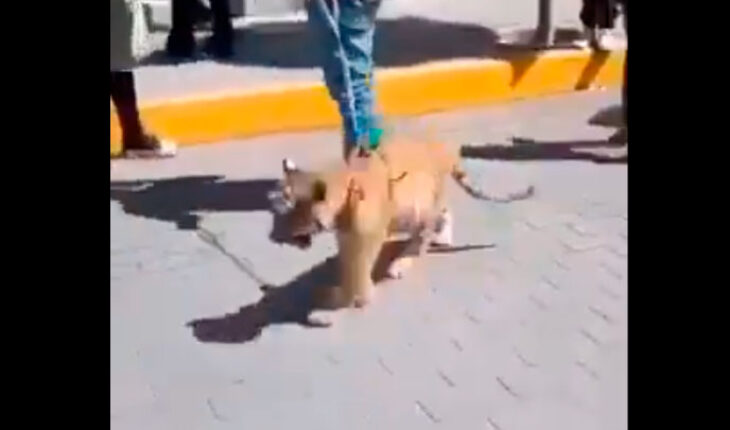 Hombre pasea con correa a cachorro de tigre en Hidalgo – MonitorExpresso.com