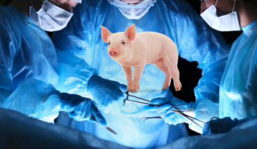 Logran exitoso trasplante de riñón de cerdo modificado genéticamente a humano – MonitorExpresso.com