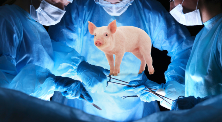 Logran exitoso trasplante de riñón de cerdo modificado genéticamente a humano – MonitorExpresso.com
