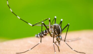 Los casos de dengue subieron un 2500% en la Argentina: los detalles de una investigadora del Conicet