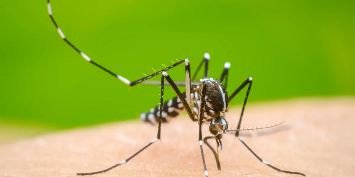 Los casos de dengue subieron un 2500% en la Argentina: los detalles de una investigadora del Conicet