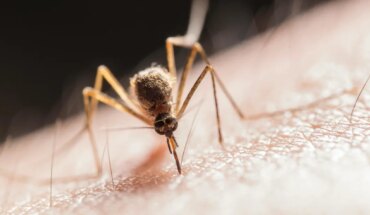Persiste la invasión de mosquitos en Buenos Aires ante la amenaza de lluvias