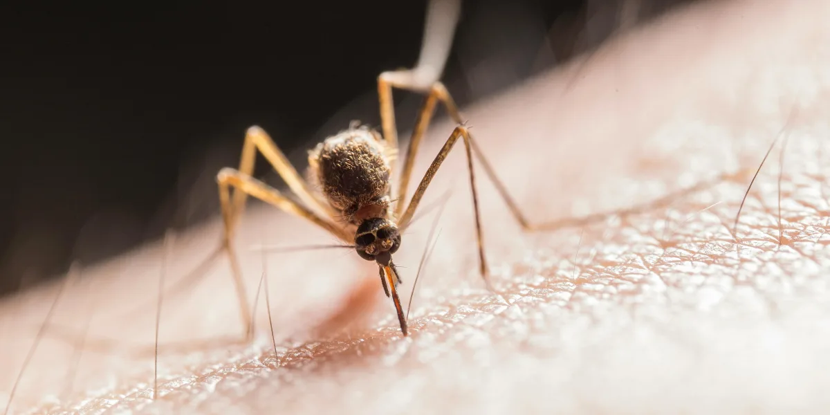Persiste la invasión de mosquitos en Buenos Aires ante la amenaza de lluvias
