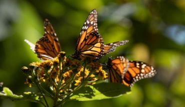 Visit the Monarch Butterfly before it takes flight back – MonitorExpresso.com