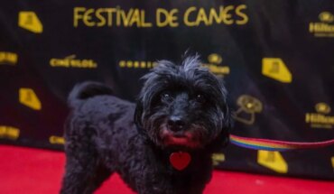 Vuelve el Festival de Canes: llega su segunda edición de cine y perritos al aire libre