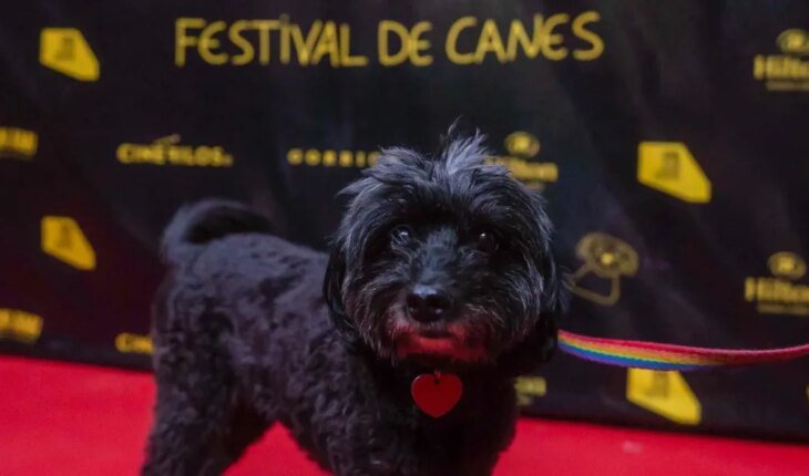 Vuelve el Festival de Canes: llega su segunda edición de cine y perritos al aire libre