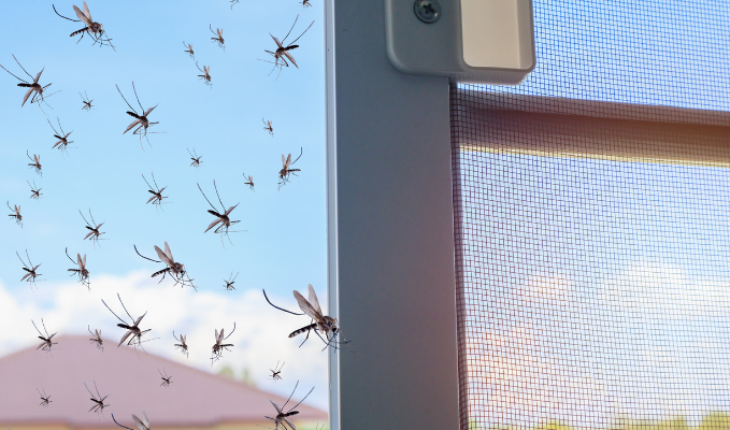¿Qué enfermedades pueden transmitir los mosquitos? – MonitorExpresso.com