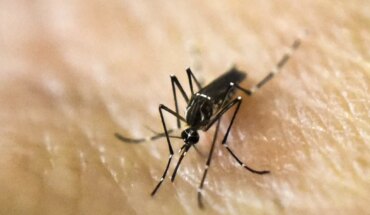 Brote récord de dengue: más de 180 mil casos y 129 muertos