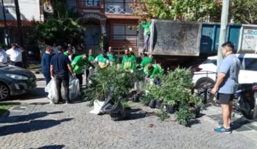 Decomisaron mil plantas de marihuana de un vivero en San Isidro