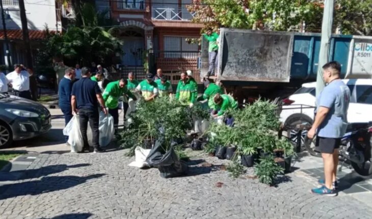 Decomisaron mil plantas de marihuana de un vivero en San Isidro