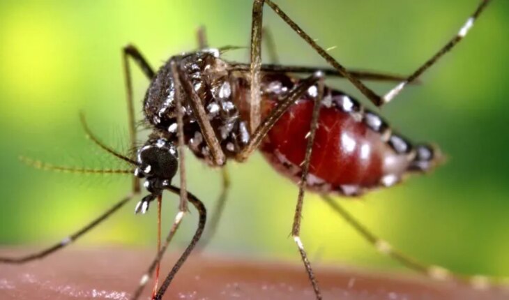 El ministerio de Salud advirtió que la vacuna contra el dengue “no está validada”