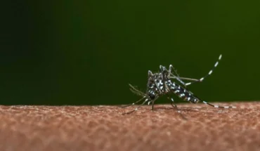 Infectóloga Gabriela Piovano habló brote histórico del dengue en Argentina “Seguramente el número de muertos está mas arriba” — Rock&Pop