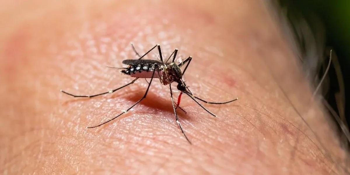 Se intensifica el histórico brote de dengue: confirman 230.000 casos y 161 muertos