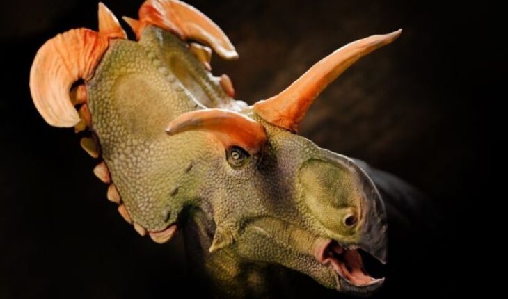 New Species of Horned Dinosaur Discovered in Montana – MonitorExpresso.com