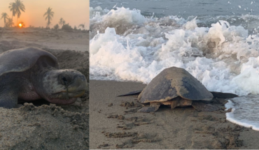 ¡Impresionante! Llegan a playas de Michoacán las primeras tortugas marinas de la temporada – MonitorExpresso.com