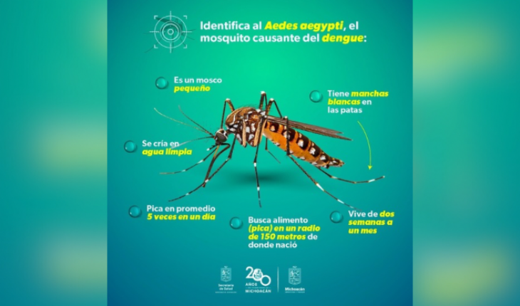 Conoce cómo actúa y luce el mosco transmisor del dengue – MonitorExpresso.com