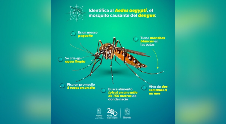 Conoce cómo actúa y luce el mosco transmisor del dengue – MonitorExpresso.com