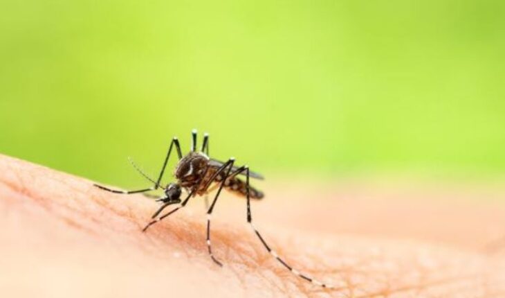 Los mosquitos son más que una molestia estacional – MonitorExpresso.com
