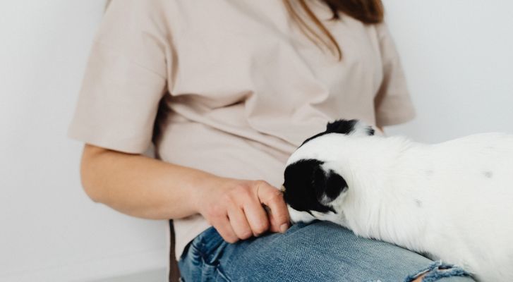 Los perros pueden sentir el dolor humano, revela estudio – MonitorExpresso.com