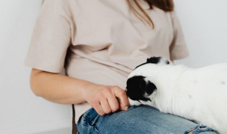 Los perros pueden sentir el dolor humano, revela estudio – MonitorExpresso.com