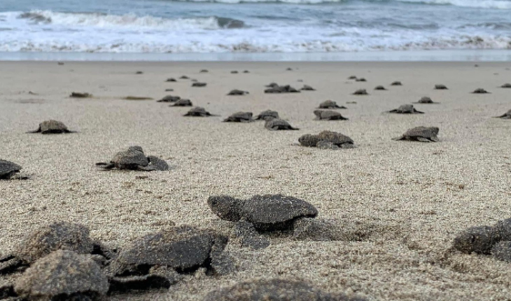 The first olive ridley turtles of the season are born on Michoacan beaches – MonitorExpresso.com