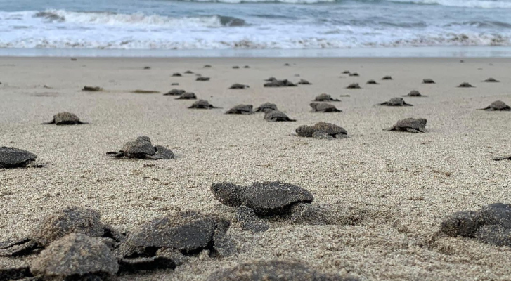 The first olive ridley turtles of the season are born on Michoacan beaches – MonitorExpresso.com