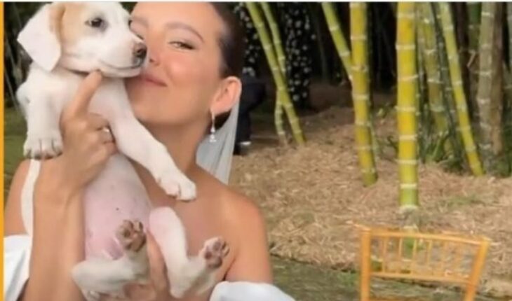 Veterinaria realiza sueño de ayudar a perritos en adopción durante su boda – MonitorExpresso.com
