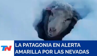Video: Nevada histórica: el drama y la lucha de un productor para salvar a sus animales atrapados en hielo